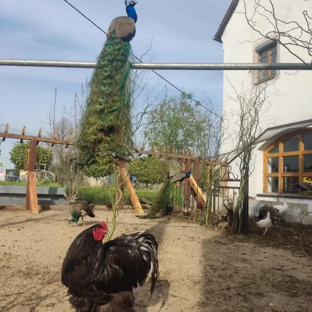 酒店 Rittergut Droschkau