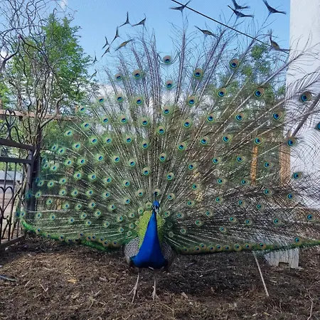 Rittergut מלון *