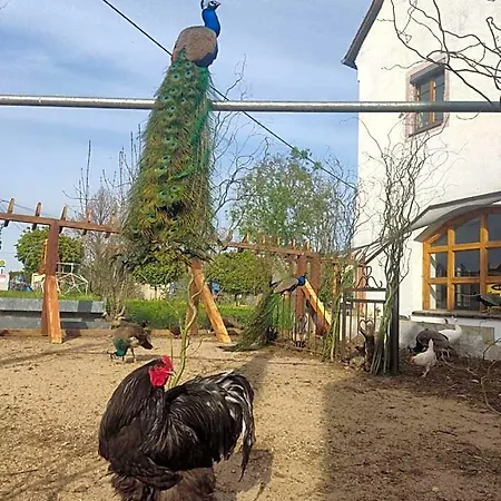 Отель Rittergut Droschkau